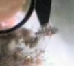 cacatuoides2_15j.jpg