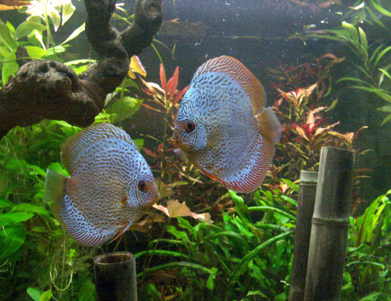 PICT0025.JPG
