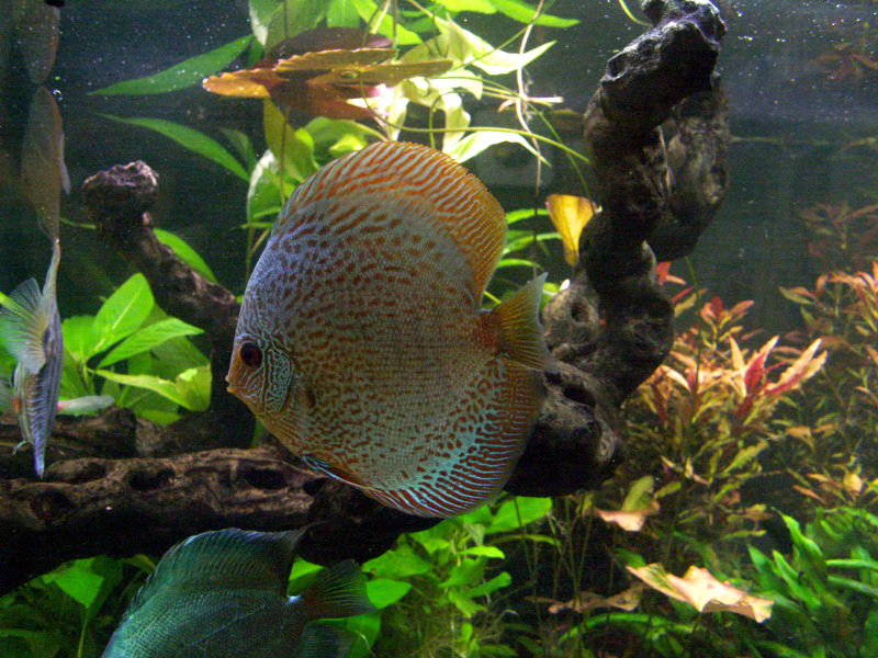 PICT0027.JPG
