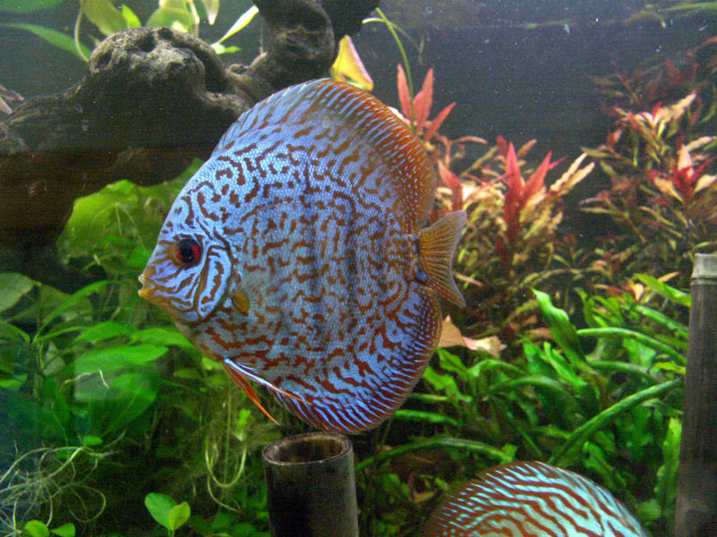PICT0035.JPG