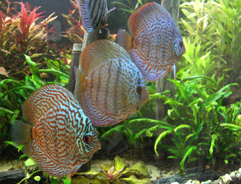 PICT0090.JPG