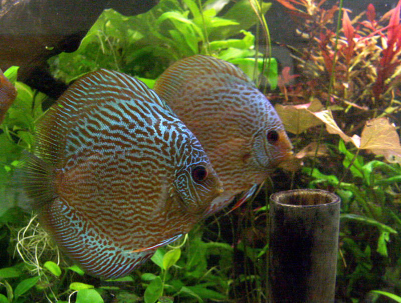 PICT0092.JPG