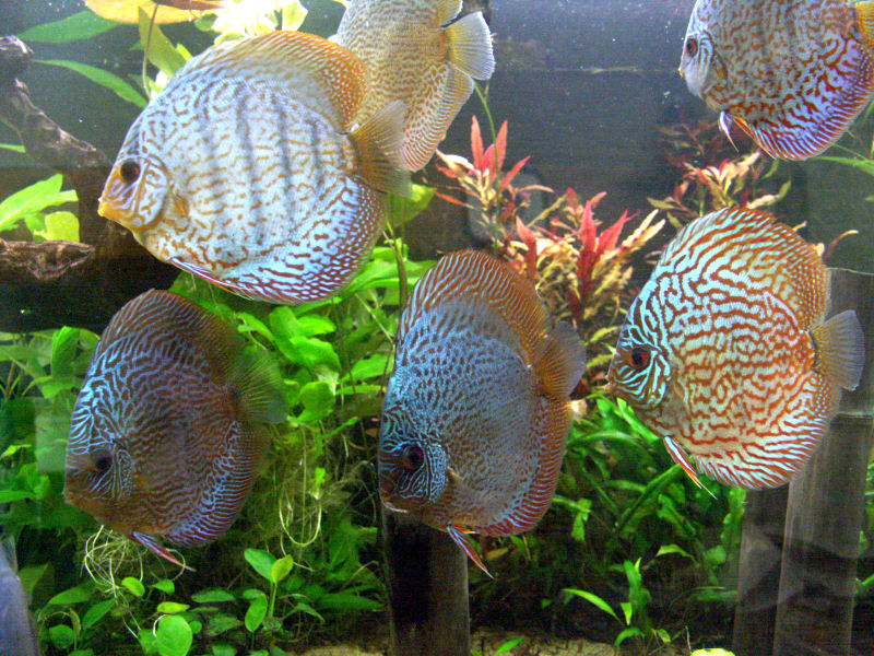 PICT0095.JPG