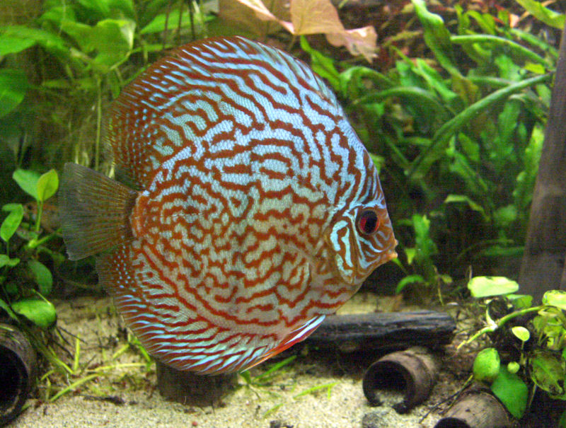 PICT0100.JPG