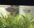gourami_couple_a.jpg