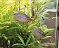 gourami_couple_b.jpg