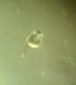 gourami_1j.jpg