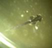 gourami_2j.jpg