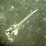 gourami_3j.jpg
