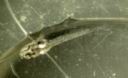 gourami_6j.jpg
