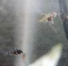 scalaire&cacatuoides_15j.jpg